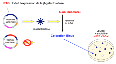 Capture d’écran 2015-12-22 à 22.45.40.png