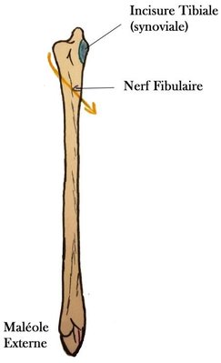 incisure tibiale 2.jpg