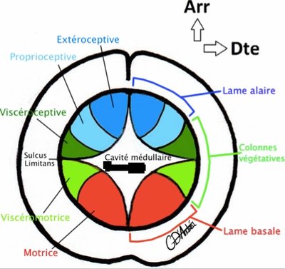 embryogénèse de la moelle.jpg