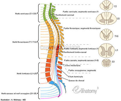 spinal-cord-anatomy-diagram-en_medical512.jpg