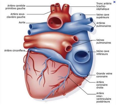 vue postérieure du coeur.jpg