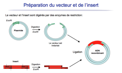 Capture d’écran 2016-01-16 à 17.29.40.png