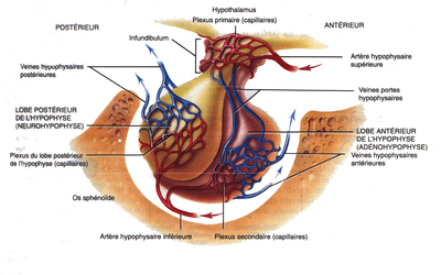 Hypophyse-Schéma.png