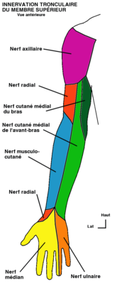 Sensitif tronculaire avant.png (92.3 Kio) Vu 184 fois Sensitif tronculaire avant.png