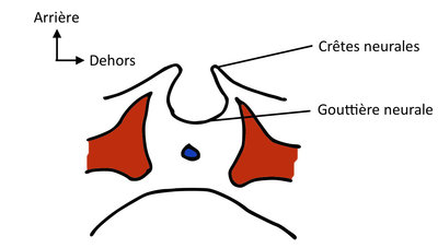 Goutière Neurale.jpg