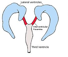 220px-Interventricularforamina.jpg