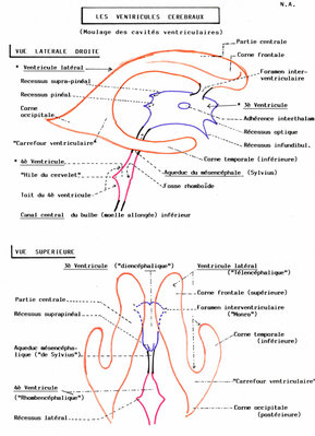 Ventricules_cerebraux.jpg