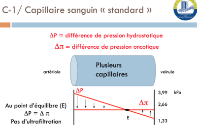 Capillaire standard.png