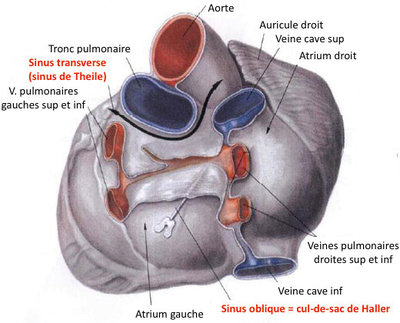 Sinus péricardiques.jpg