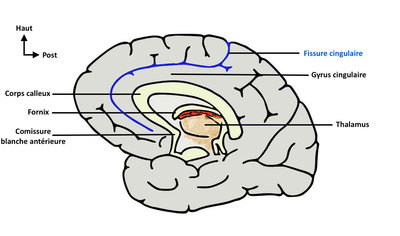 Coupe sagittale (1)-1.jpg