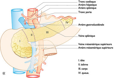radioanatomie_pancreas.jpg