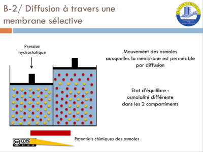 Capture d’écran (11).png