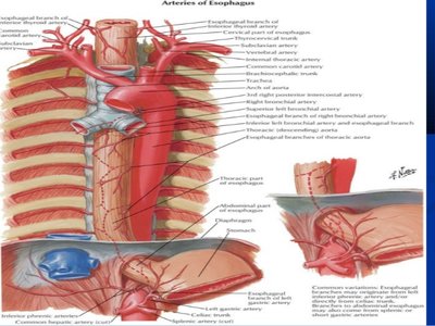 oesophage-cervical-19-638.jpg