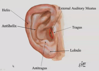 external_ear.png