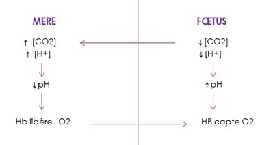 Double effet Borh.jpg