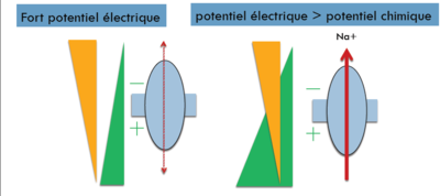 Potentiel électrique 2.png