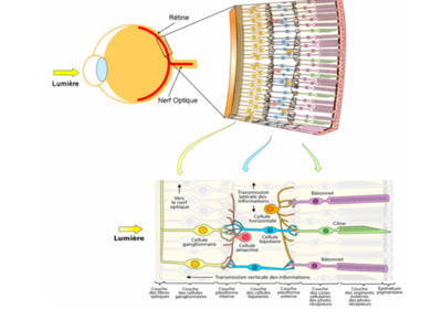 Rétine influx nerveux +++.png