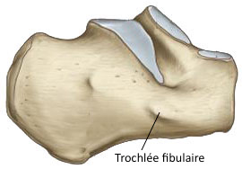Calcaneus .jpg
