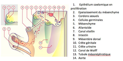 Capture d’écran 2016-03-31 à 15.06.36.png