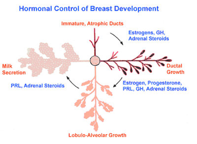 103-representation schematique mammaire.jpg