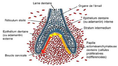 Capture d’écran 2016-02-18 à 17.26.24.png