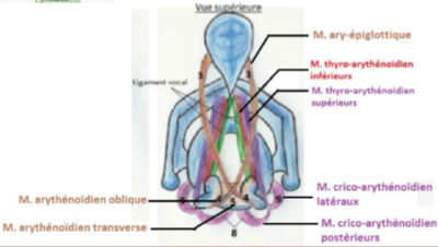 ARY EPIGLOTTIQUE.PNG