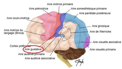 cerveau-aires-fonctionnelles.jpg