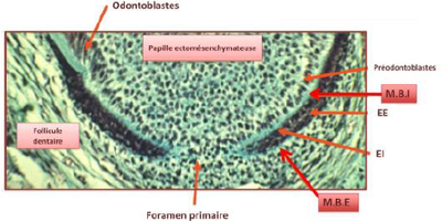 Zeus academy resize.png