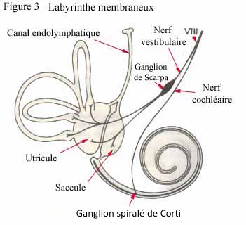 oreille.jpg