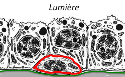 Cellule myoepithéliale.PNG