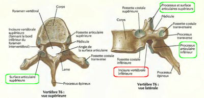 processus articulaires.png