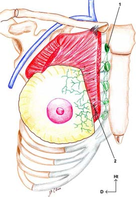 Chaine thoracique interne.png