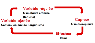 Capture d’écran 2016-05-09 à 12.10.33.png