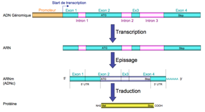 Capture d’écran 2016-05-16 à 13.19.45.png