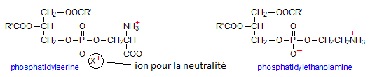 phospho sérine.png