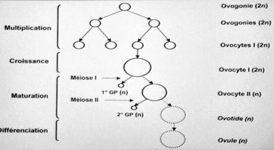 ovogénèse.png