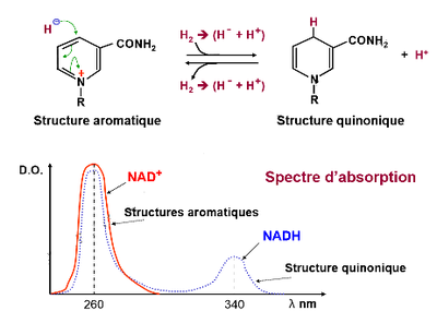 pic d'absorption du NAD.png