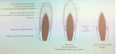 Capture d’écran 2016-08-06 à 12.29.34.png