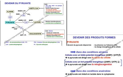 pyruvate 3.jpg