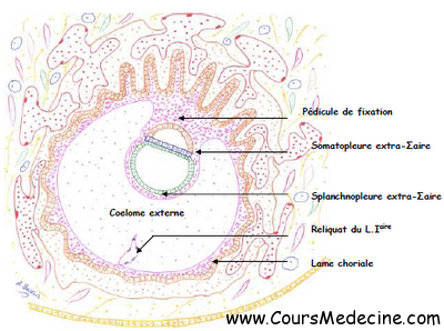 embryon semaine 2.png