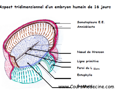 embryon semaine 3.png