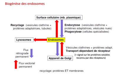 Capture d’écran 2016-08-23 à 08.20.52.png