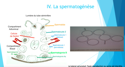 Capture d’écran 2016-08-28 à 18.04.24.png