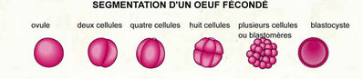 067 Oeuf fécondé.jpg