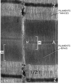 Capture d’écran 2016-09-08 à 15.36.24.png