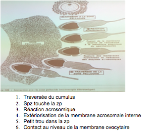 Capture d’écran 2016-09-12 à 19.21.45.png