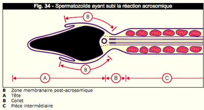 Capture d’écran 2016-09-12 à 20.27.52.png