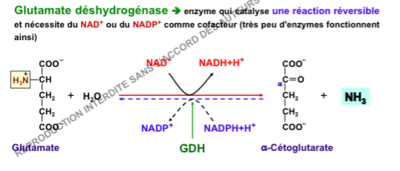 Capture d’écran 2016-09-18 à 21.07.12.png