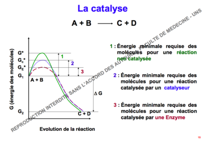 catalyse.png