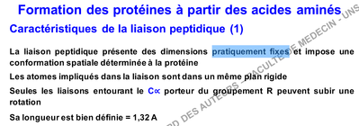liaison peptidique.png